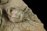 Fossil Crinoid (Jimbacrinus) - Gascoyne Junction, Australia #146165-2